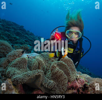 Sommozzatore brilla di luce subacquea su un Clark anemonefish. Foto Stock