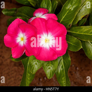 Cluster di deep pink / Fiori di colore rosso con centri di bianco e foglie di colore verde scuro di Catharanthus roseus, comunemente noto come Vinca Foto Stock