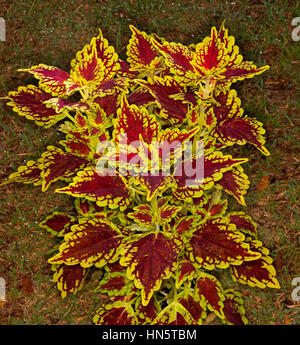 Incredibile vivacemente colorato giallo dorato scuro e foglie rosse di cultivar Solenostemon Carnevale - comunemente noto come coleus, su sfondo scuro Foto Stock