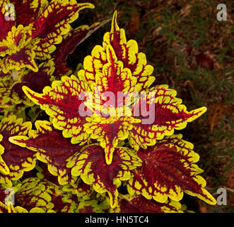 Spettacolari foglie di colore giallo dorato e rosso scuro della cultivar Solenostemon 'Carnival' - comunemente conosciuta come coleus, su sfondo scuro Foto Stock