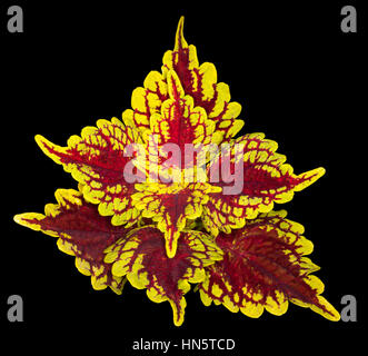 Spettacolare vivacemente colorato giallo dorato scuro e foglie rosse di cultivar Solenostemon Carnevale - comunemente noto come coleus, su sfondo nero Foto Stock