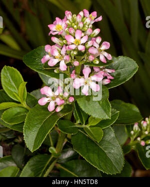 Cluster di rosa pallido e bianco dei fiori del giardino sempreverde Escallonia arbusto laevis 'Rosa Elle' sullo sfondo di foglie di colore verde scuro Foto Stock