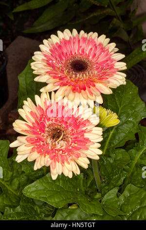 Due splendide doppie gerbera fiori (serie di stile di vita), rosa luminoso bordato albicocca / crema, circondato da foglie di colore verde scuro su più scuro bkgd Foto Stock