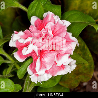 Spettacolare vivid fiore rosa di petunia con bordi bianchi a frilly double petali su sfondo di foglie verdi Foto Stock