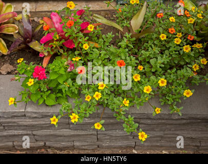 Cluster di luminose colorate di rosso e fiori di colore giallo e verde vivace foglie di Portulaca grandiflora cascading grigio su un muro di mattoni Foto Stock