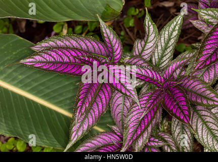 Cluster di vivida viola e le spalliere foglie modellato di Strobilanthes dyeriana, persiano impianto di protezione Foto Stock