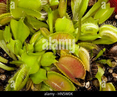Cluster di aprire verde e oro segmenti con bordi spinoso di Venus flytrap, Dionaea muscipula, un carnivoro insetto-eating impianto Foto Stock