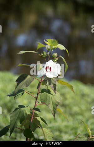 Close up di un unico bianco fiori di ibisco (Hibiscus syriacus) Foto Stock