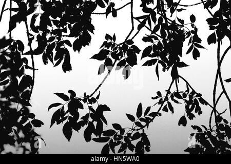 Foglie stagliano contro il cielo 2 di 4 Foto Stock