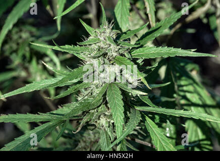 La marijuana dettaglio di impianto, Giamaica Foto Stock