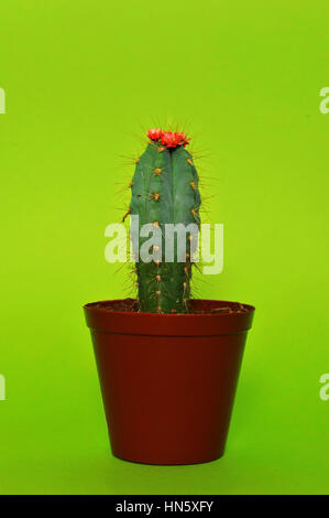 Cactus Foto Stock