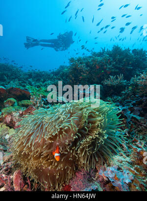 Lussureggiante barriera corallina nelle Filippine. Foto Stock
