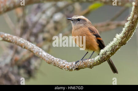 Marrone-backed Chat-Tyrant (Ochthoeca fumicolor), PNN Los Nevados, Santa Rosa de Cabal, Risaralda Foto Stock