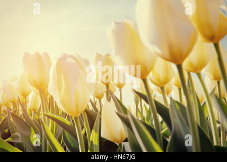 Yellow tulips field. Colorful toning effect. Foto Stock