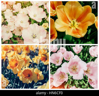 Collage di tulipani in Olanda. Foto Stock