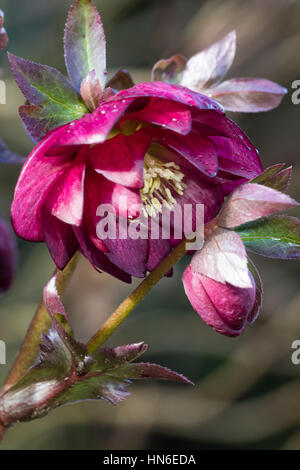 Fiore rosa e bud di una doppia forma fiorito di rose quaresimale, Helleborus x hybridus Foto Stock