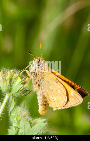 Femmina skipper di grande farfalla, Ochlodes sylvanus, a riposo nel prato di habitat Foto Stock