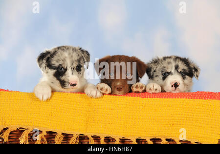 Border Collie razza mista e di cuccioli, seduta in cesto in vimini, blue merle e cioccolato Foto Stock