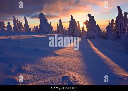 Alba sul Brocken, inverno, coperto di neve e pini, Parco Nazionale di Harz, Sassonia-Anhalt, Germania Foto Stock