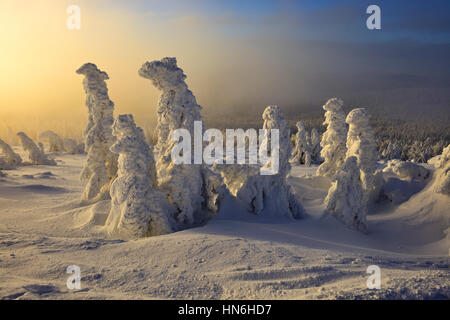 Atmosfera mattutina sul Brocken, inverno, coperto di neve e pini, nebbia, parco nazionale Harz, Sassonia-Anhalt, Germania Foto Stock