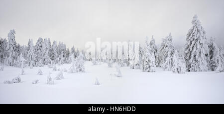 Foresta di abeti, con neve, nebbia, innevato paesaggio bianco in inverno, Parco Nazionale di Harz, in Schierke, Sassonia-Anhalt, Germania Foto Stock