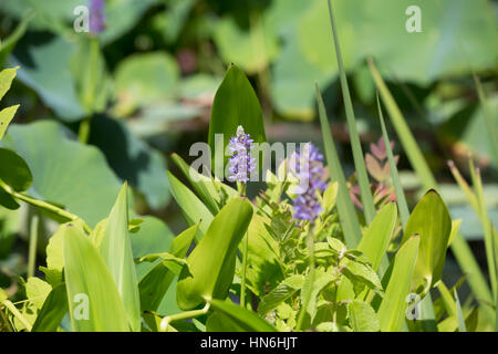 Close up pickerel invasiva stocchi di erbacce e fiori Foto Stock