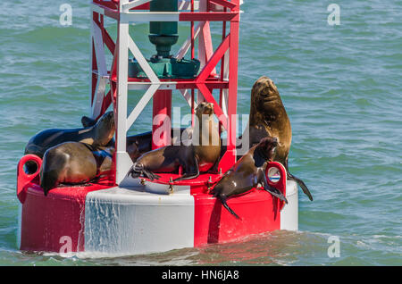 I leoni di mare in appoggio su una di colore rosso e bianco boa in Oxnard, CA Foto Stock