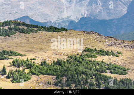 Vista aerea di pianura nelle montagne rocciose con sparsi in foreste di pino in Colorado Foto Stock