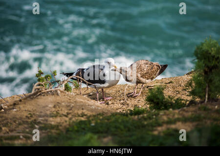 Due diversi gabbiani colorati, bianco e marrone, giocando su una scogliera dall'oceano a La Jolla cove, San Diego, California Foto Stock