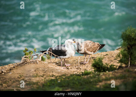 Due diversi gabbiani colorati, bianco e marrone, giocando su una scogliera dall'oceano a La Jolla cove, San Diego, California Foto Stock