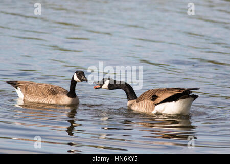 One Canada Goose con la lingua fuori a un altro Foto Stock