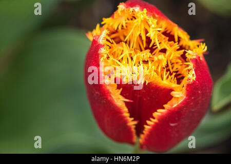 Macro closeup di soffici hairy singolo red orange tulip Foto Stock