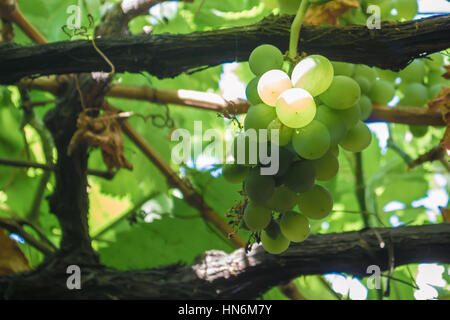 Primo piano di un grappolo di uva verde Foto Stock