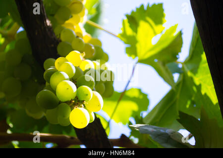 Primo piano di un grappolo di uva verde Foto Stock