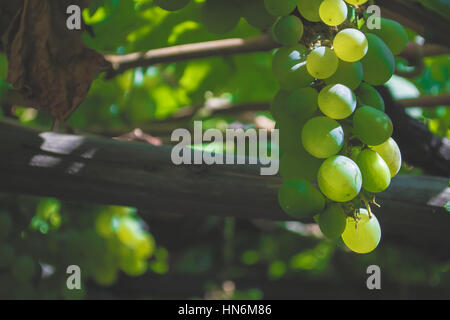 Primo piano di un grappolo di uva verde Foto Stock