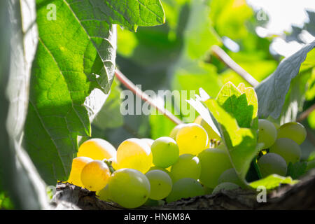 Primo piano di un grappolo di uva verde Foto Stock