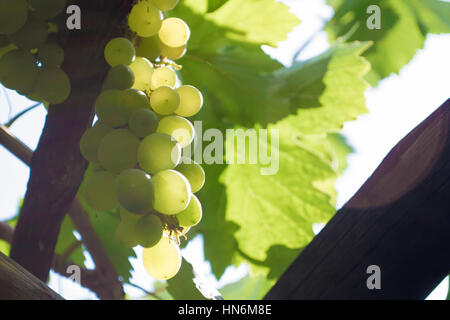 Primo piano di un grappolo di uva verde Foto Stock