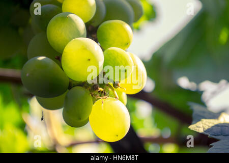 Primo piano di un grappolo di uva verde Foto Stock