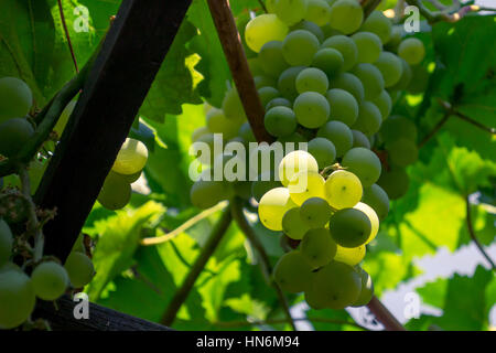 Primo piano di un grappolo di uva verde Foto Stock