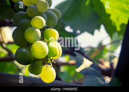 Primo piano di un grappolo di uva verde Foto Stock