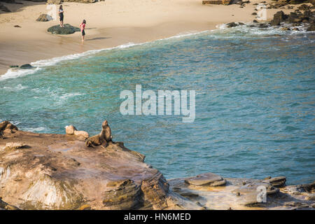 San Diego, Stati Uniti d'America - Dicembre 7,2015: una guarnizione di tenuta a prendere il sole sulla scogliera a La Jolla cove con persone in piedi sulla spiaggia Foto Stock