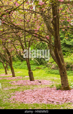 Riga di fioritura sakura blossom alberi caduti con fiori di colore rosa e di scoiattolo in primavera Foto Stock