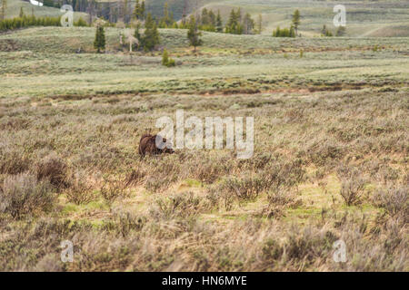 Spurgo battere Madre orso grizzly a piedi attraverso erba secca prairie nel Parco Nazionale di Yellowstone Foto Stock