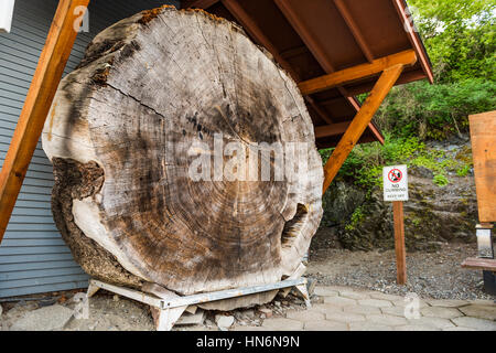 Grande albero di cedro fetta di tronco in La Conner, Washington sul display con segno Foto Stock