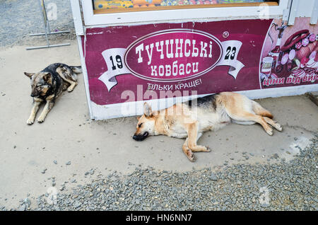 Rivne, Ucraina - 14 Maggio 2013: due senzatetto vaganti cani di dormire sulla strada da una salsiccia deli store Foto Stock