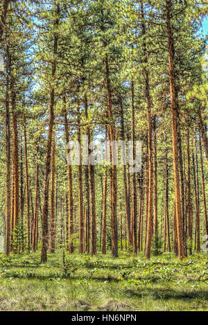 Vista verticale del piatto rosso denso bosco di pini con sottili tronchi di alberi Foto Stock