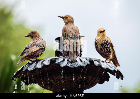 Politica europea comune Starling ha individuato gli uccelli sulla fontana di balneazione, acqua potabile Foto Stock