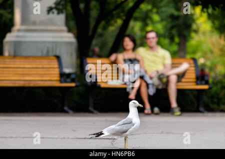 Montreal, Canada - 24 Luglio 2014: Closeup di seagull in posizione di parcheggio con il giovane seduto sulla panca in legno Foto Stock