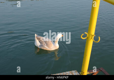 Bianco oca selvatica sulla superficie del fiume Foto Stock