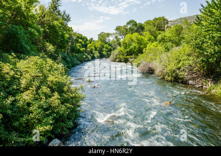 Poco pioppi neri americani Creek fiume in Utah's Wasatch Range Foto Stock